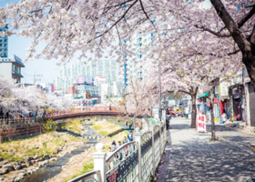 성북천 벚꽃축제