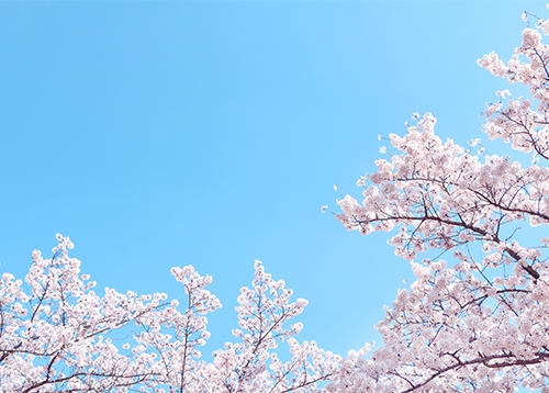 성북 데이터 도슨트 ‘2026 벚꽃 예보’