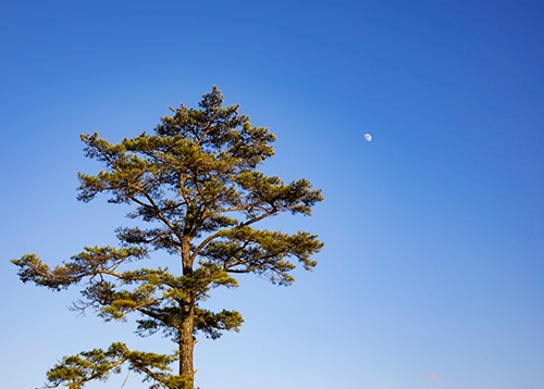 [성북인의 이야기] 성북동 그 정원