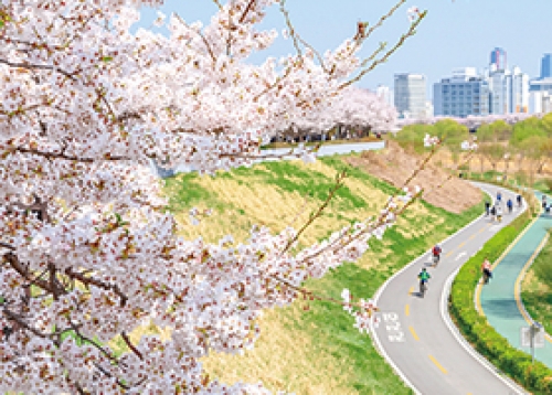 봄날, 양천구 안양천 제방 둑의 눈부신 벚꽃길