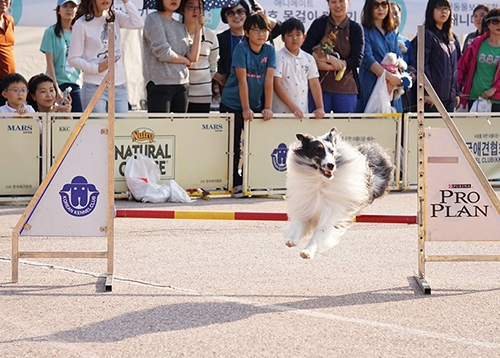 금쪽같은 우리 댕냥이! 반려동물