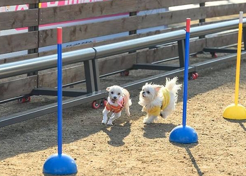 우리동네 펫 위탁소