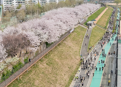 제15회 양천마라톤 #벚꽃런