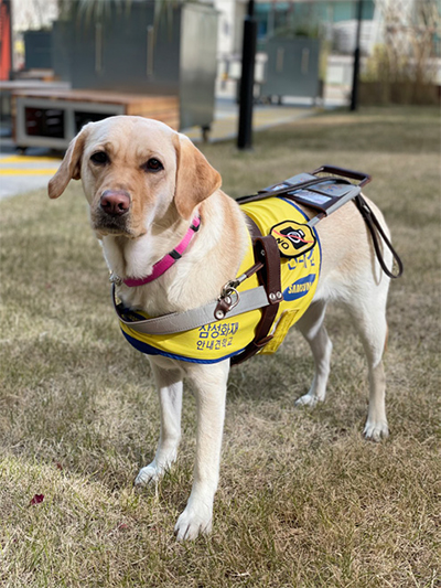 시각장애인 안내견 ‘반지’