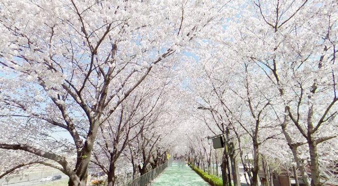 송정 제방길 벚꽃