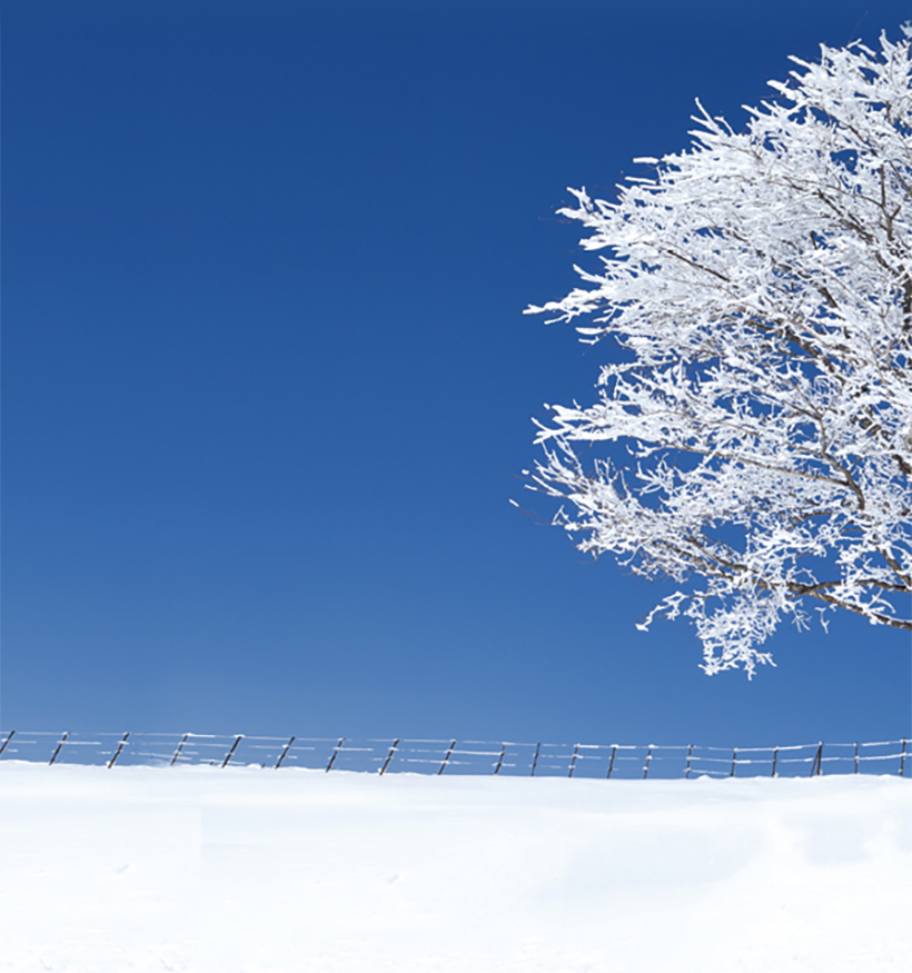 흰 눈밭 위의 눈 쌓인 나무