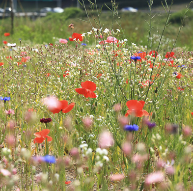 살곶이 체육공원 꽃길