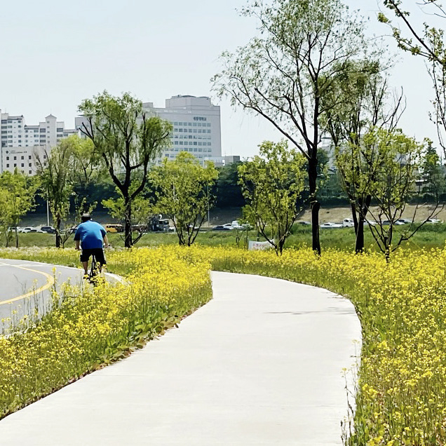 중랑천 유채꽃길