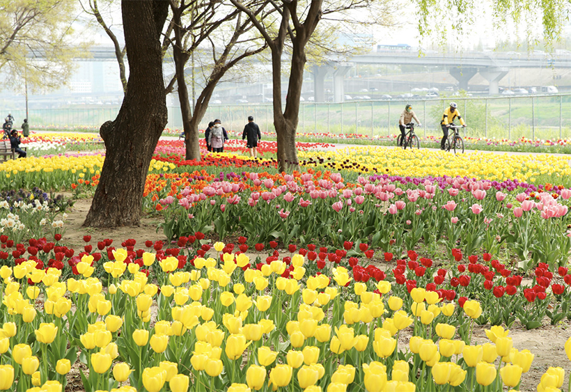 용비쉼터 앞 꽃길