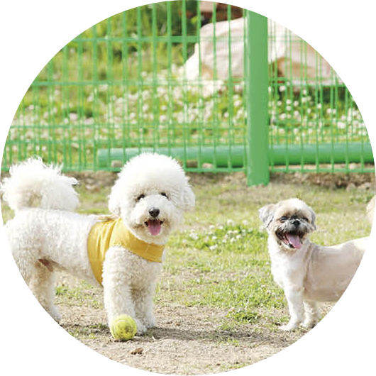 살곶이 반려견 함께쉼터