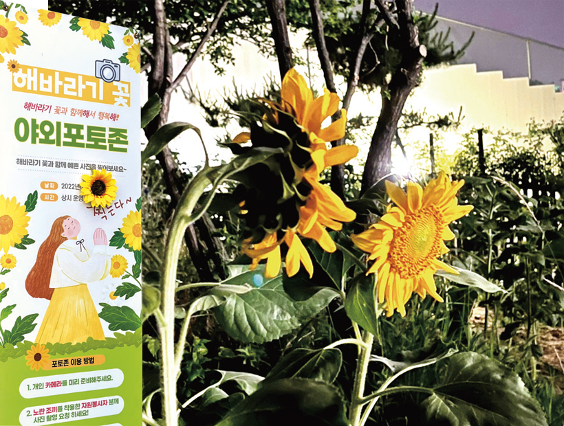 해바라기 꽃 야외 포토존