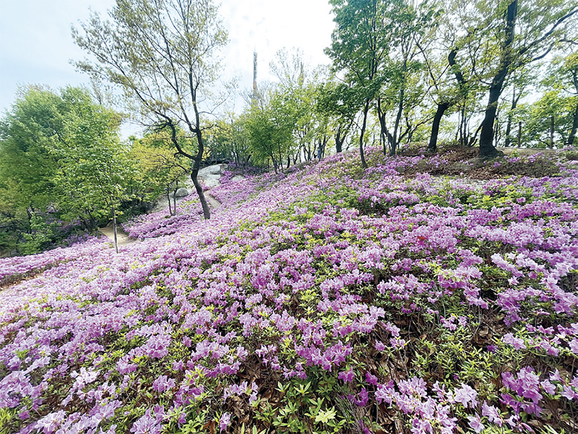 철쭉동산