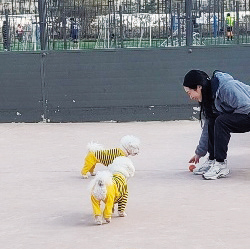 가락1동 송파 반려견 놀이터 상시 개방