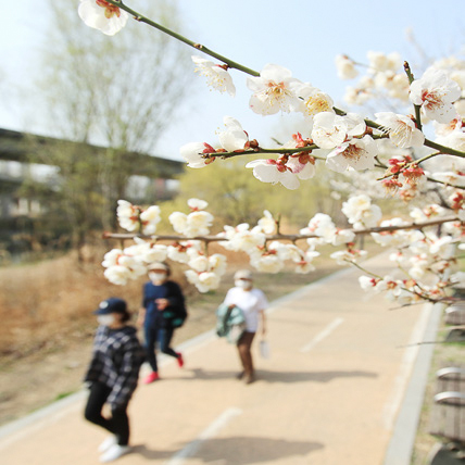용답역 나들목 매화