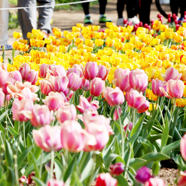 성동 튤립 꽃길