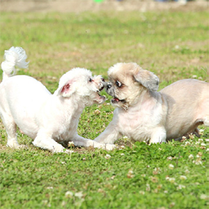 다투는 강아지들