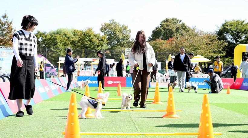 반려동물 축제
