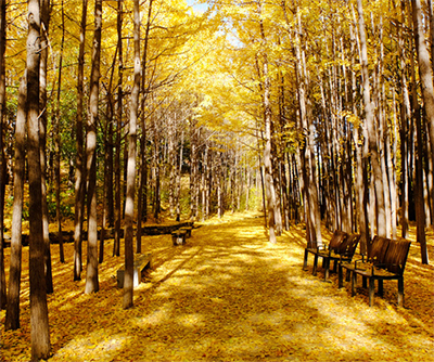 서울숲 은행나무길