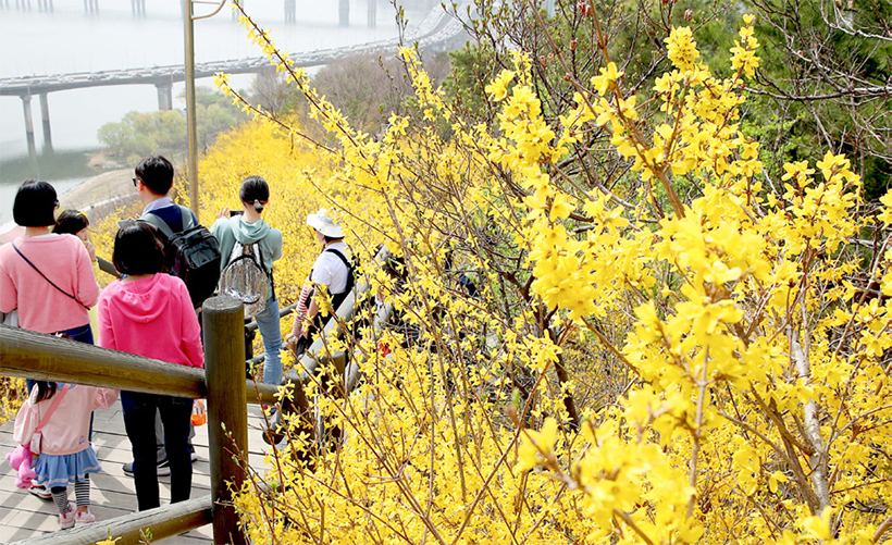응봉산 개나리축제