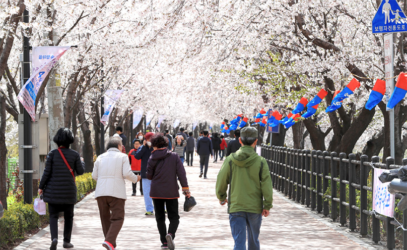 송정마을 벚꽃축제