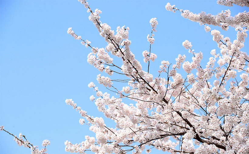 금호산 벚꽃축제