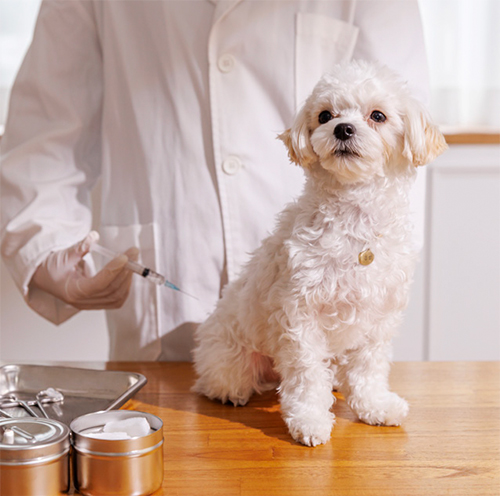 광견병 예방접종
