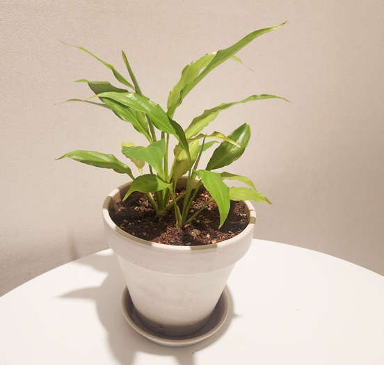 임성희 님 사진