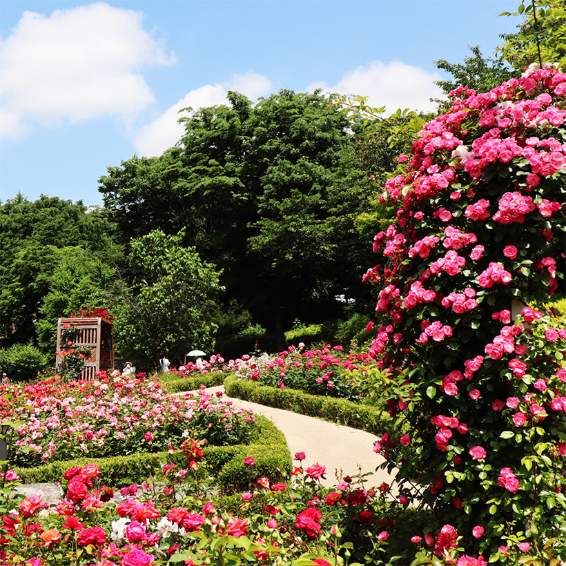 대현산 장미원 장미축제