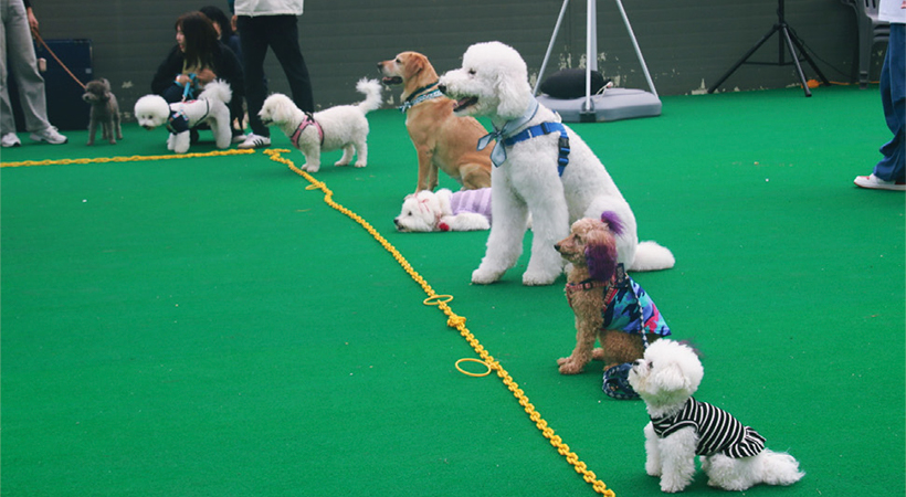 송파 반려동물 한마당