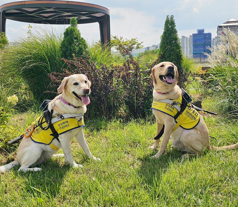 장애인보조견