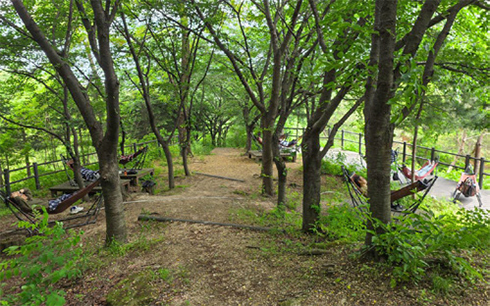 매봉산 치유의 숲길