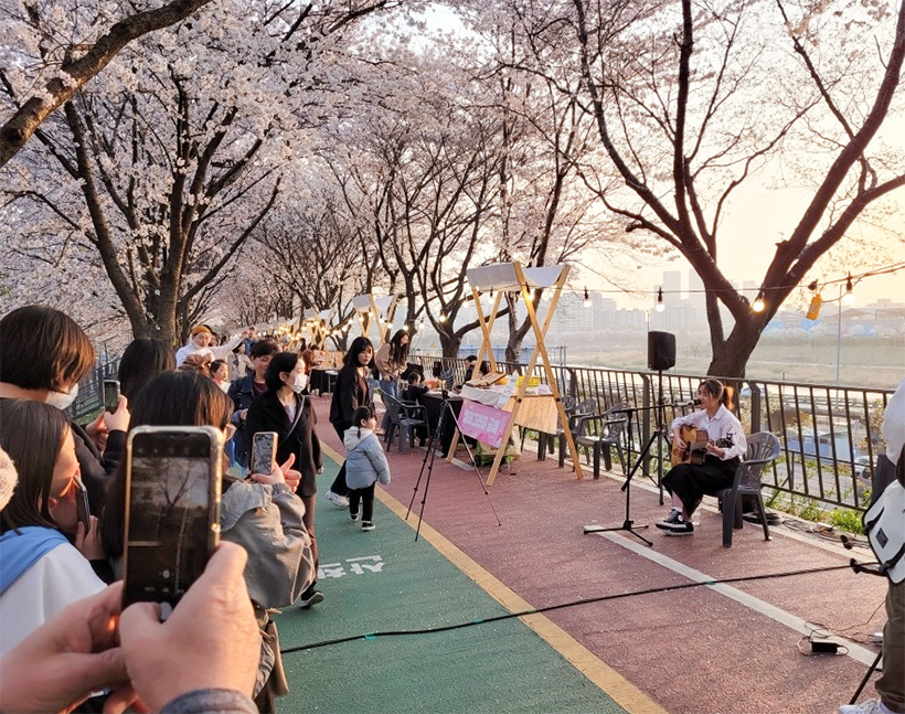 송정마을 벚꽃축제