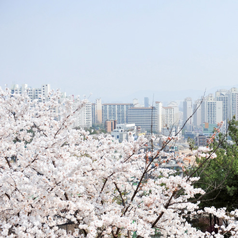 금호산 벚꽃축제