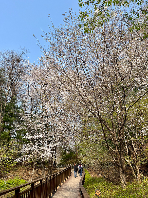 우면산 무장애숲길