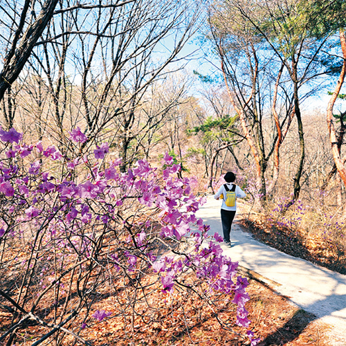 정릉 숲길