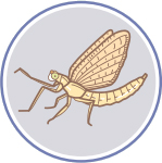동양하루살이 일러스트