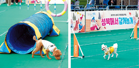 반려문화 축제