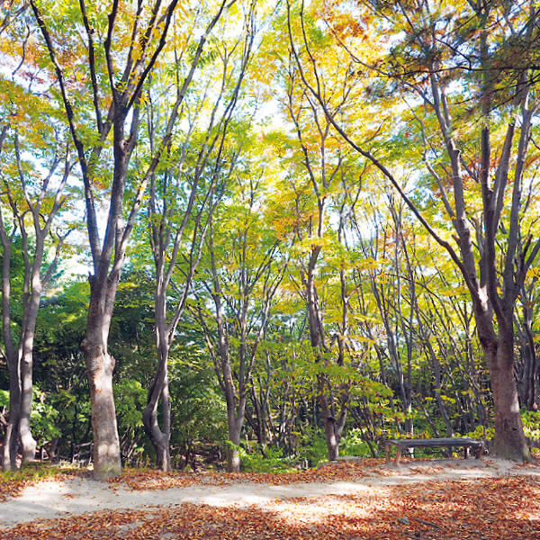 가을 산책 Point