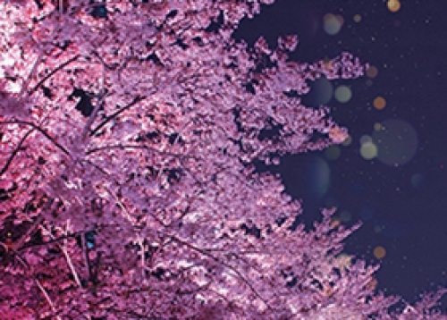 양재천 벚꽃은 밤에 더 아름답다