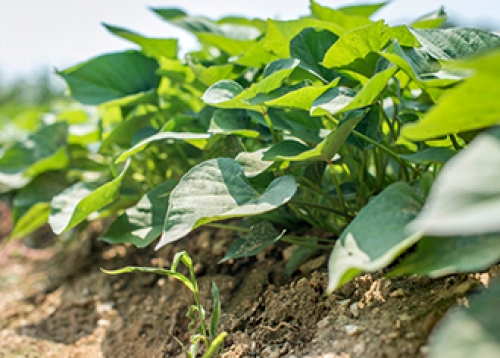[알림] 친환경 도시텃밭 신청