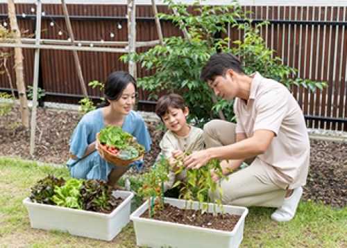 [알림] 집에서 텃밭 가꿔보세요! 상자텃밭 신청하기