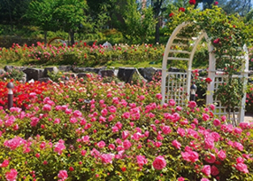 [우리동네 소식] 아름다운 장미꽃과 함께 즐기는 체험형 축제 - 대현산 장미축제