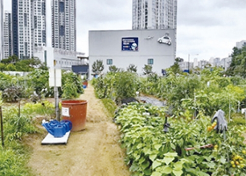 [우리동네 소식] 무럭무럭 자라는 무지개텃밭, 지금 수해복구 현장에서는 등