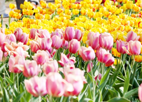 [성동게시판] 교육·행정정보, 문화재단, 문화원, 도시관리공단