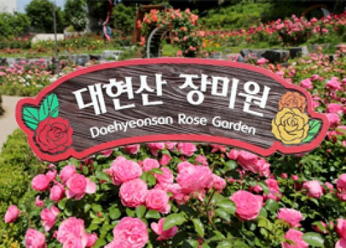 장미의 정열 속으로! 음악과 함께하는 ‘제3회 대현산장미원 장미축제’