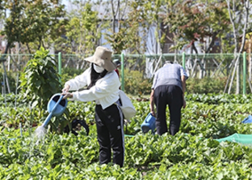 2025년 성동 무지개텃밭·다산농원 분양자 모집, 미취업 청년 어학·자격시험 응시료 지원 등