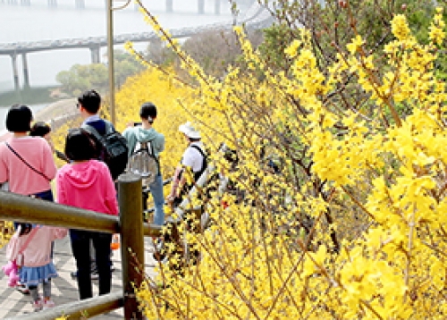 따스한 봄날, 성동의 봄꽃 축제로 나들이 오세요