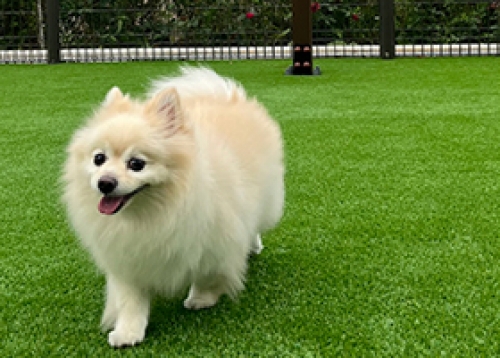 신나게 뛰어놀개