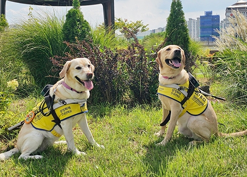 [따뜻한 성동] 장애인보조견과의 아름다운 동행, 성동구 체력인증센터 이용 안내 등