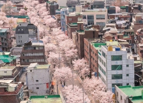 [송파 벚꽃 명소] 아름다운 봄, 집 앞으로 벚꽃 마실 가요 - 송파의 숨은 벚꽃 명소 소개